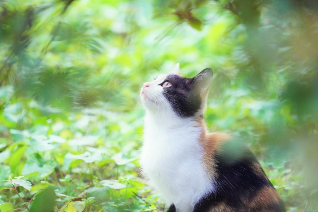 平仄の猫のイメージ写真