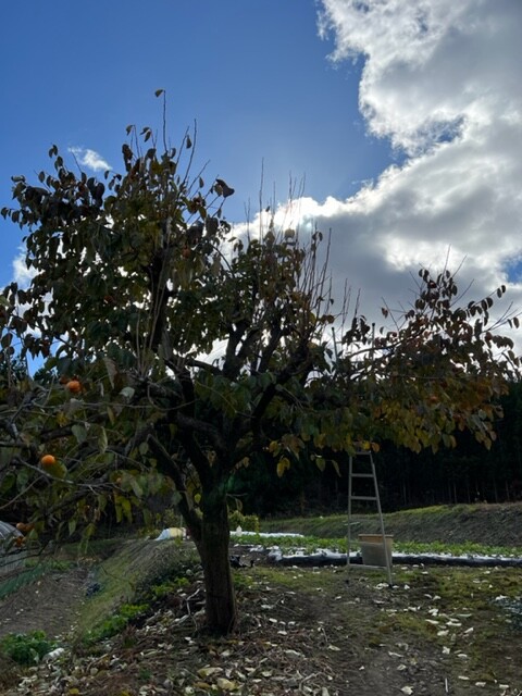 渋柿の木の写真