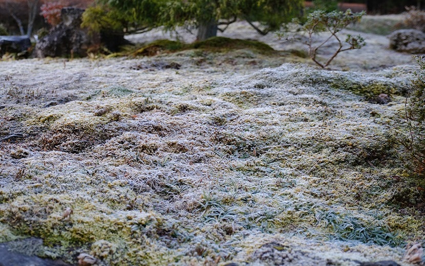 庭の苔に霜が降りてる写真