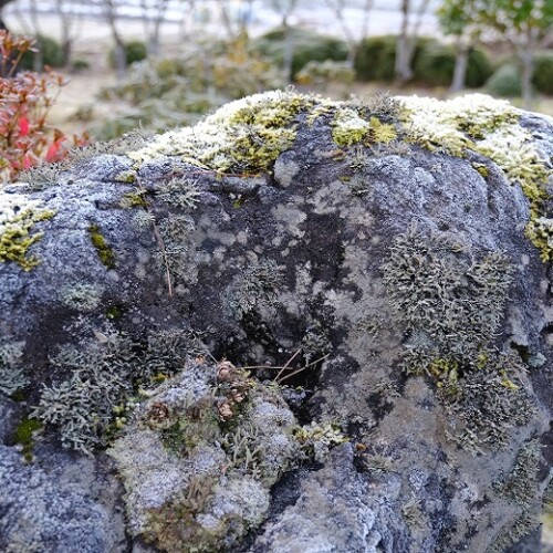 12月の苔石の霜が降りた写真