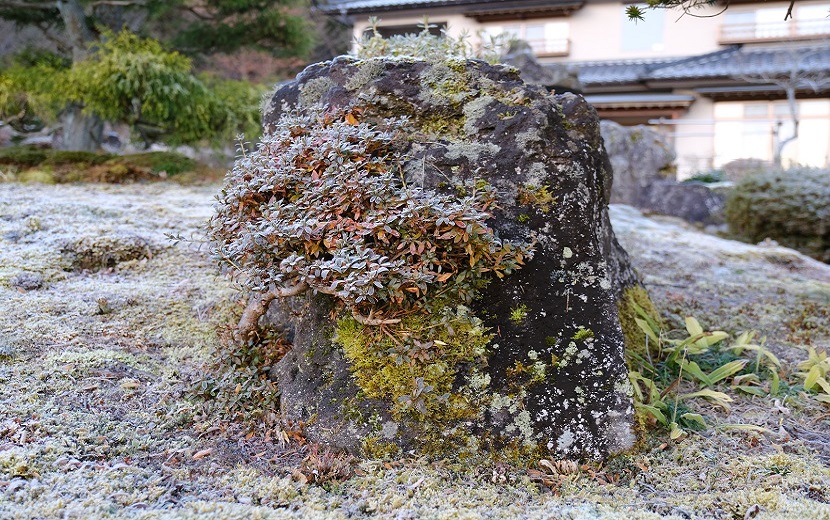 庭の苔の12月の風景写真