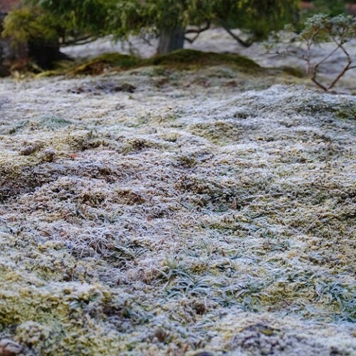 庭の苔の12月の霜が降りた写真画像