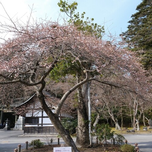 塩釜神社の一足早い小さな桜の写真