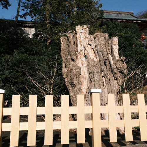 鎌倉鶴岡八幡宮の銀杏木の写真