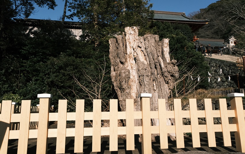鎌倉鶴岡八幡宮の銀杏木の写真