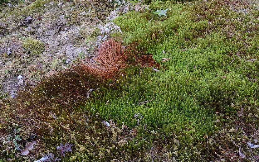 2月の自宅庭の杉苔の写真