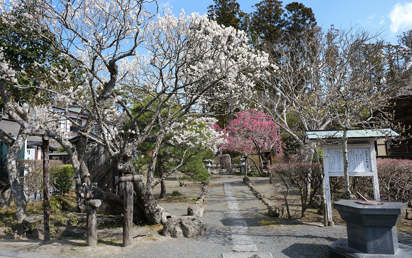 松島の梅の風景の写真