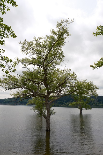 花山ダムの水没している木々の風景写真