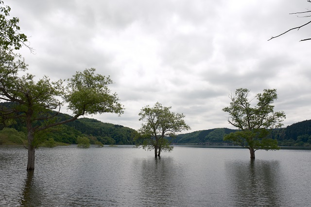花山ダムの水没している木々の風景写真