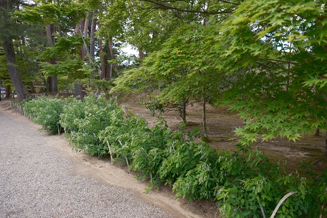 毛越寺の萩の木の写真