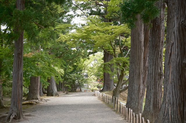 毛越寺庭園の初夏の風景写真