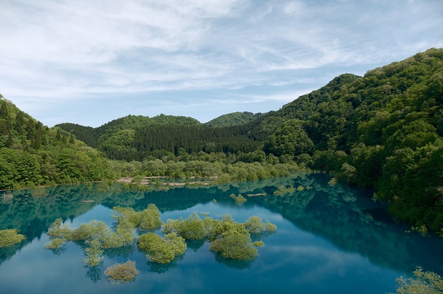 「秋扇湖」の春の水没林の風景写真