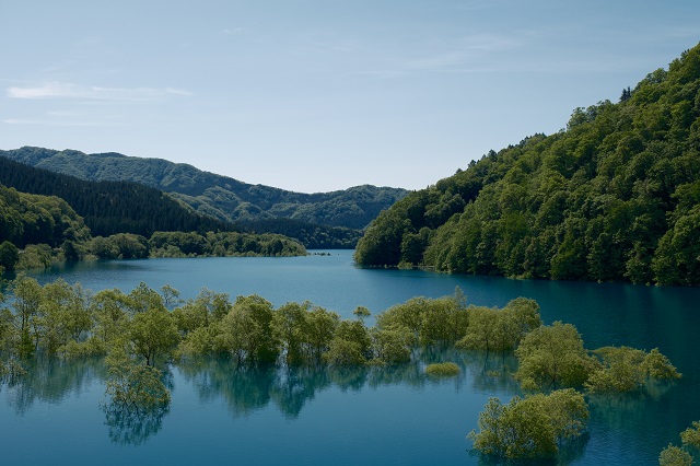 「秋扇湖」の春の水没林の風景写真