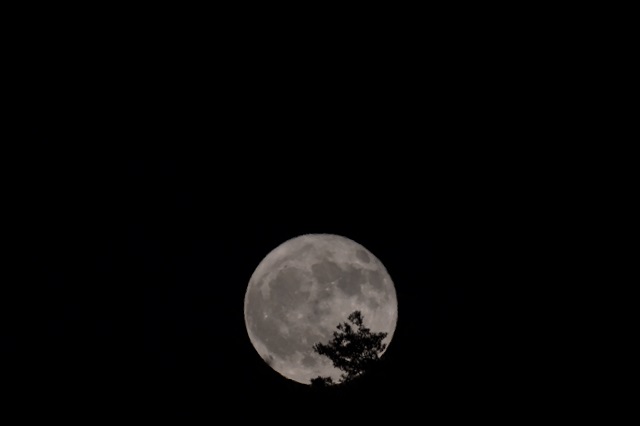 6月の満月・ストロベリームーンの写真