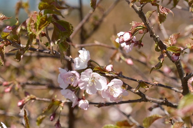 八幡平遊歩道の豆桜の写真