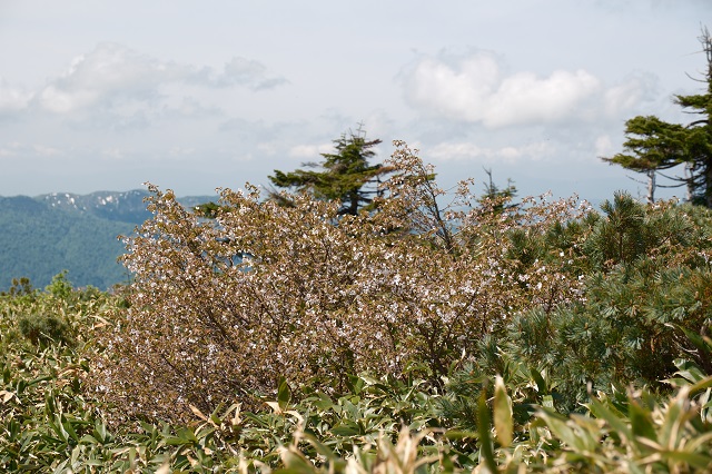 八幡平遊歩道の豆桜の写真