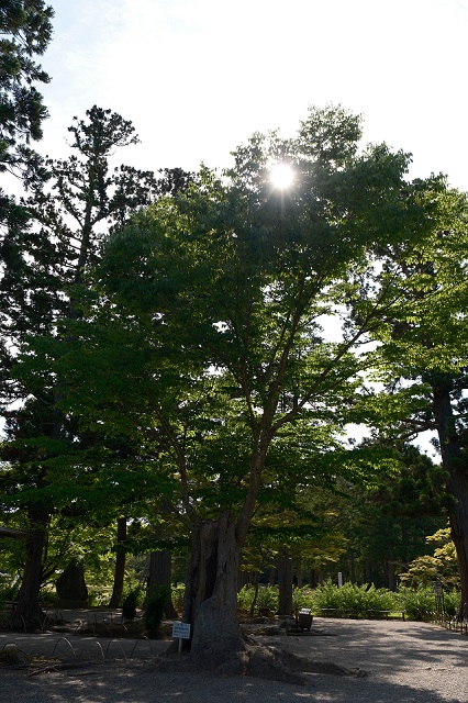 毛越寺の木の風景写真