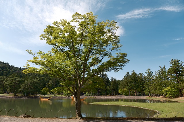 毛越寺の木の風景写真