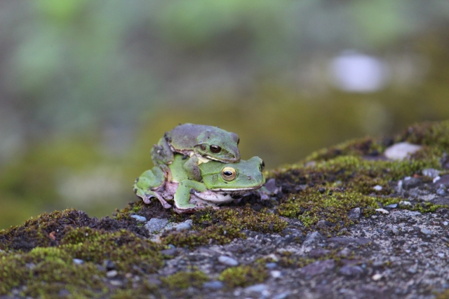 蛙の子は蛙のイメージ写真
