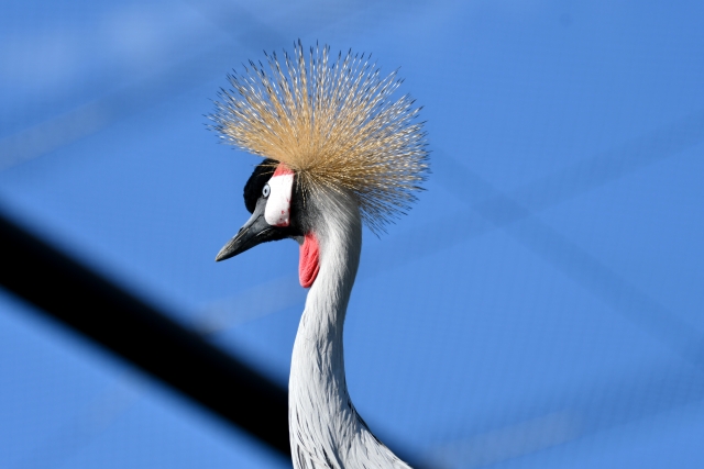 鶴の一声のイメージ写真