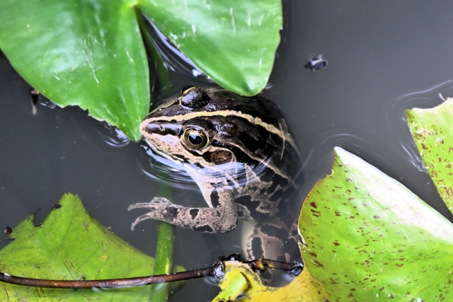 蛙の子は蛙のイメージ写真