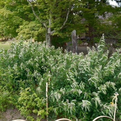 世界遺産毛越寺の敷地内の風景