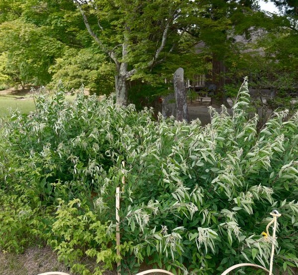 世界遺産毛越寺の敷地内の風景