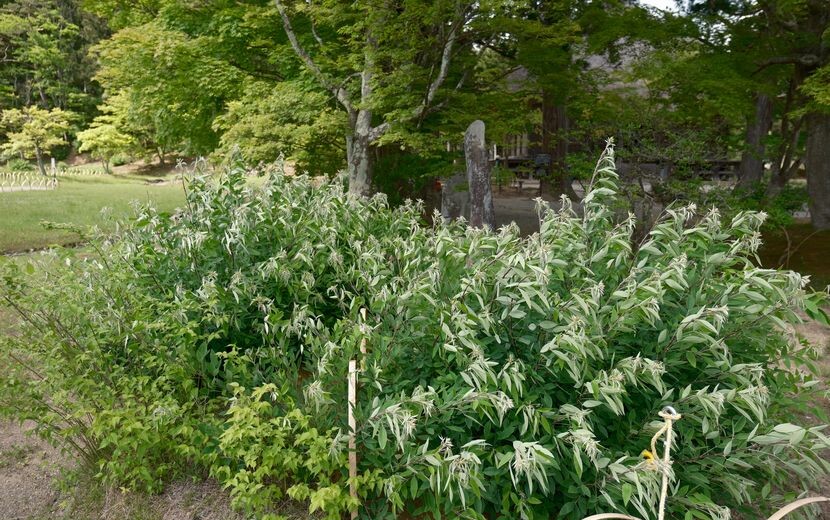 世界遺産毛越寺の敷地内の風景