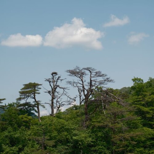 鳴子峡の春の新緑の風景