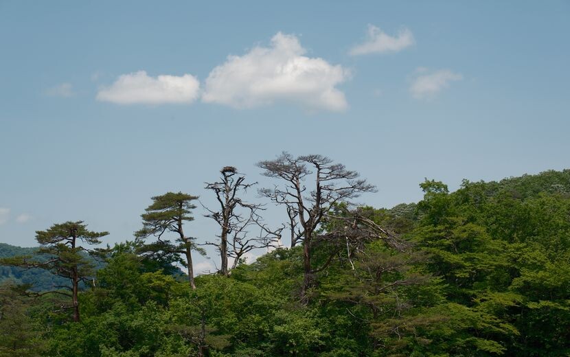 鳴子峡の春の新緑の風景