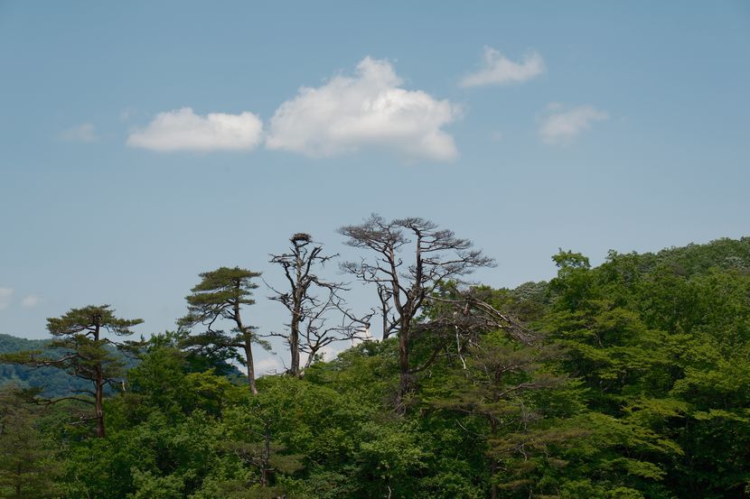 鳴子峡の春の新緑の風景
