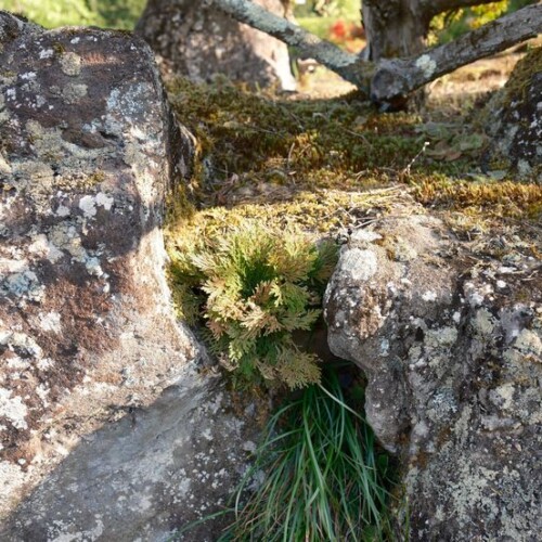 庭のいわひばの写真