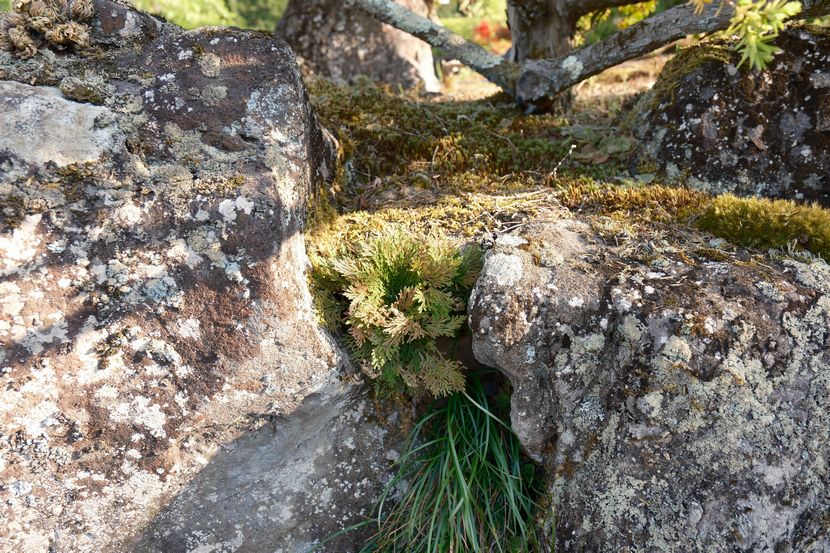 庭のいわひばの写真