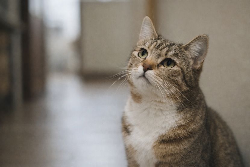 様子をうかがう