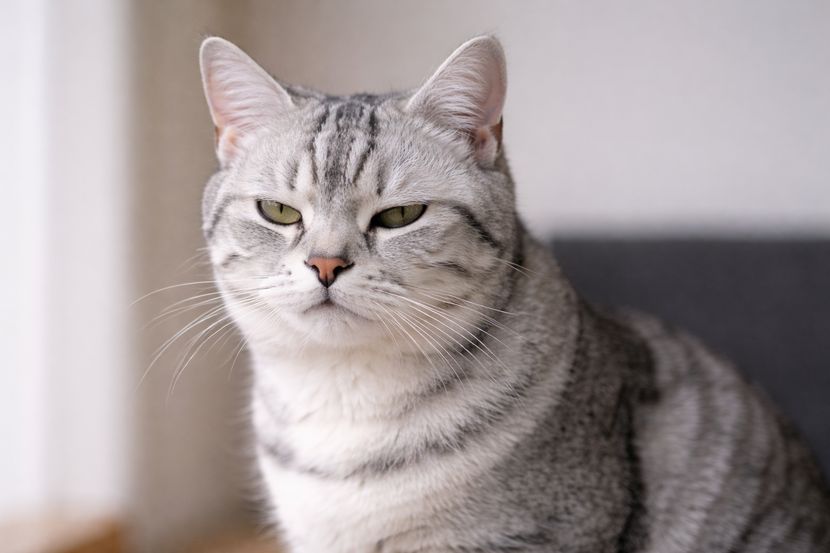 一歩引いたまなざし