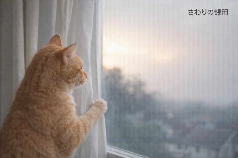 触っているけど、さわりじゃない