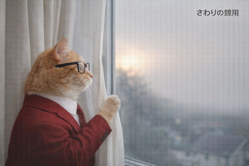 触る猫、さわりを誤る