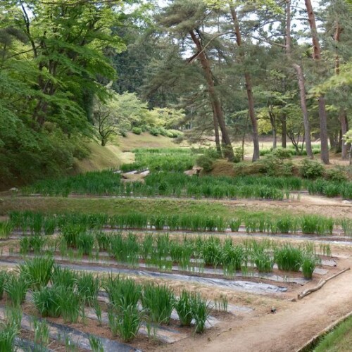 世界遺産毛越寺の敷地内の風景(あやめ園の畑)