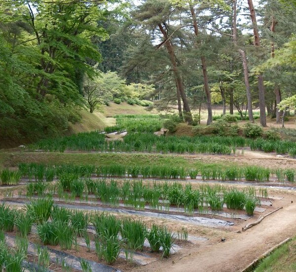 世界遺産毛越寺の敷地内の風景（あやめ園の畑）
