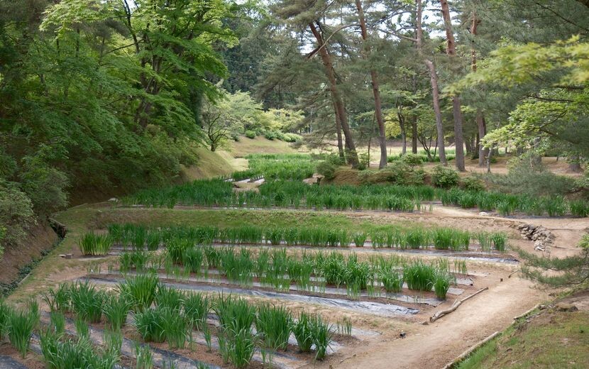 世界遺産毛越寺の敷地内の風景（あやめ園の畑）