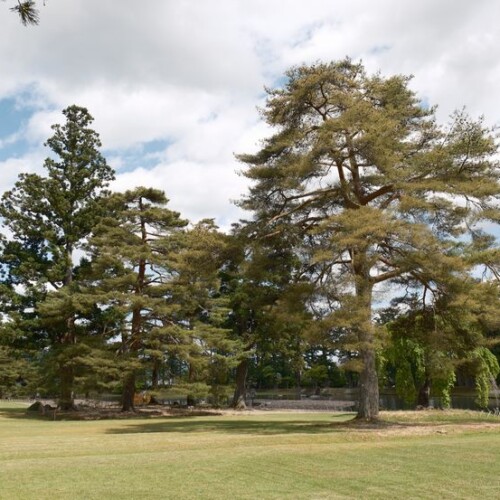 世界遺産毛越寺の敷地内の風景
