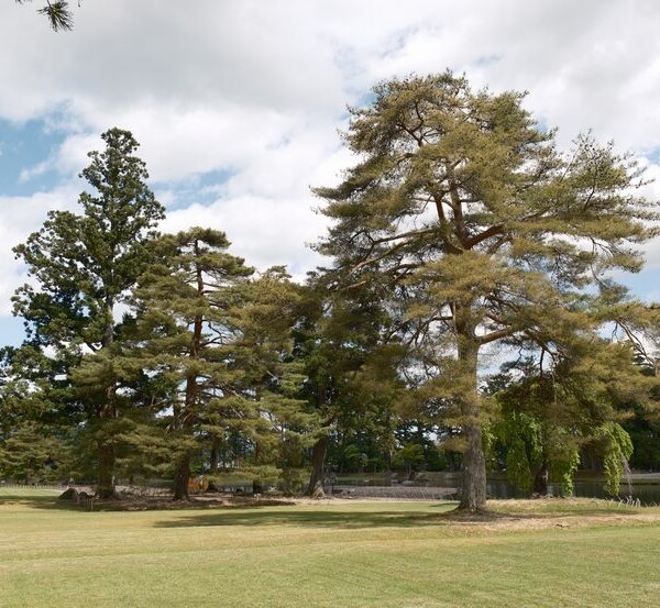 世界遺産毛越寺の敷地内の風景
