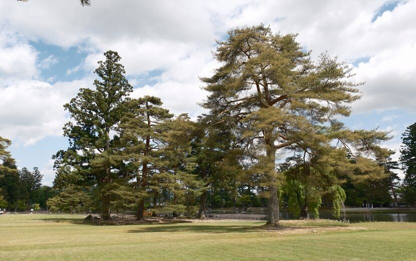 世界遺産毛越寺の敷地内の風景