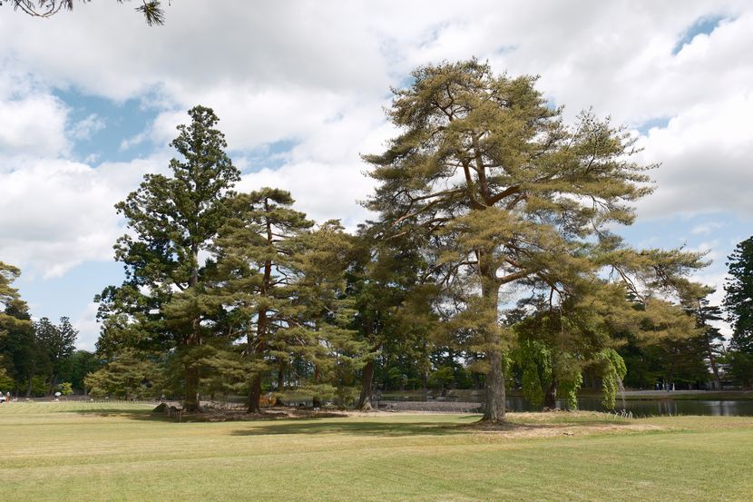 世界遺産毛越寺の敷地内の風景