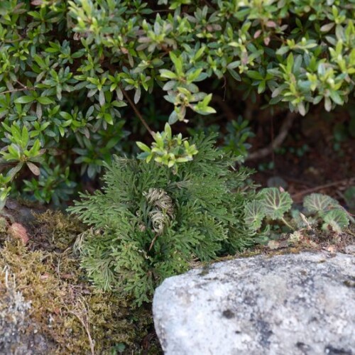 庭のいわひばの五月の風景写真