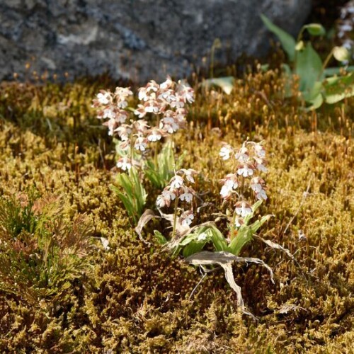 庭のエビネ蘭乃はなの写真