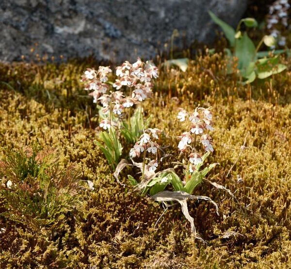 庭のエビネ蘭乃はなの写真