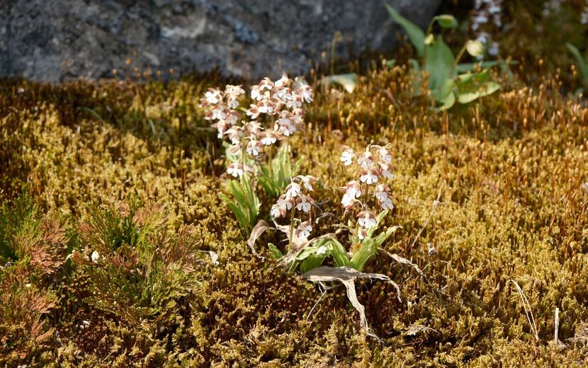 庭のエビネ蘭乃はなの写真