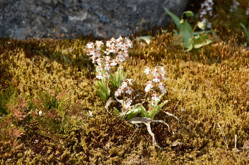 庭のエビネ蘭乃はなの写真