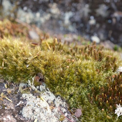 庭の苔・春5月の写真